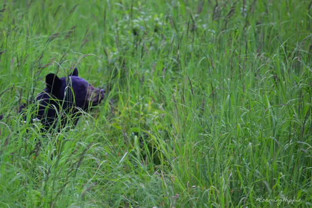 A black bear half-hidden in tall grass