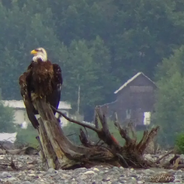 A bald eagle on a driftwood stump by the shore