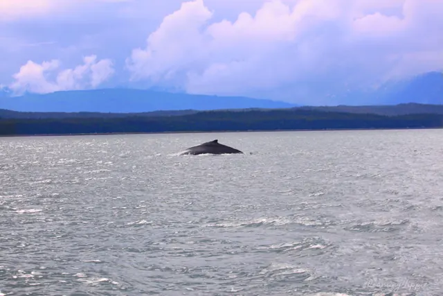 A whale's back breaking the surface of a grey sea