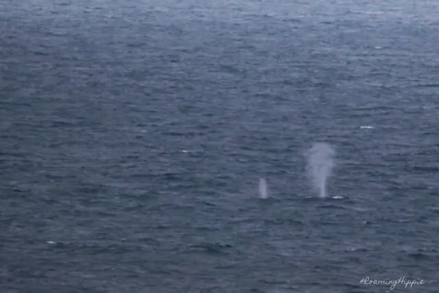 Two whale spouts rising from dark water