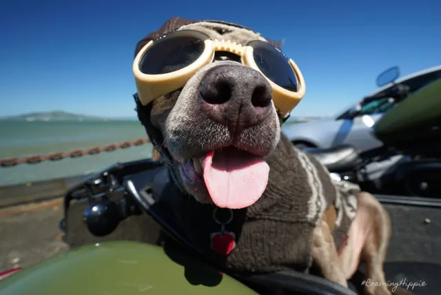 A smiling dog in goggles riding in a motorcycle sidecar