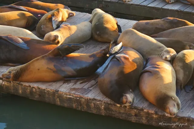 Sea lions piled together on a wooden dock