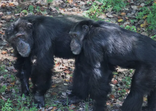 Two chimpanzees walking side by side