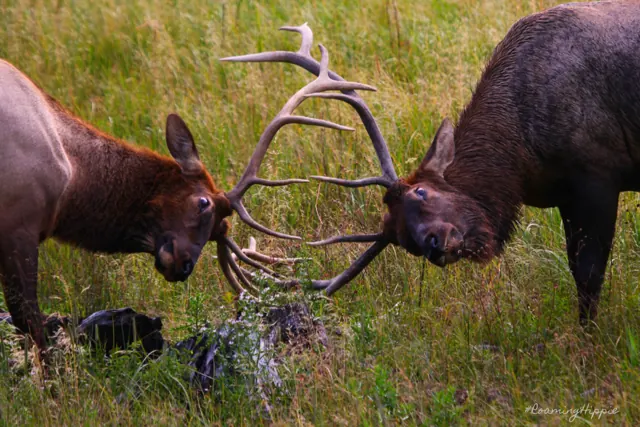 Bull elk sparring with antlers locked