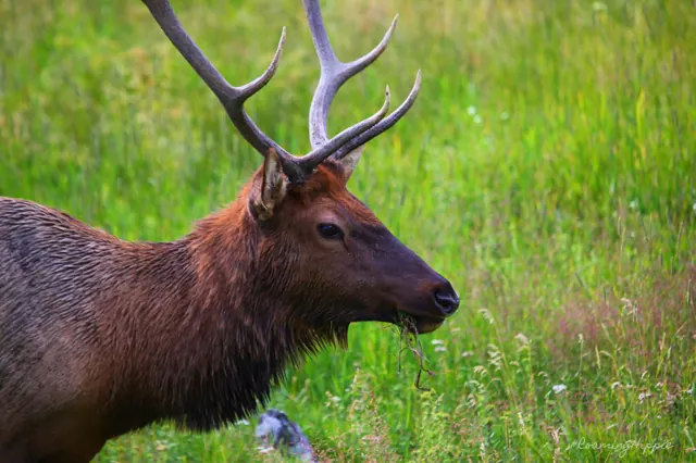 A bull elk with large antlers in tall grass