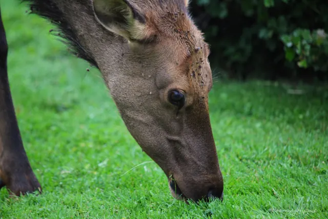 Close-up of an elk grazing on green grass