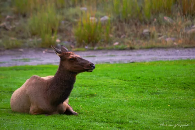 A cow elk resting on a lawn
