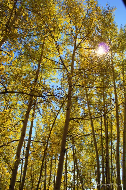 Looking up through tall yellow aspen trees toward the sun