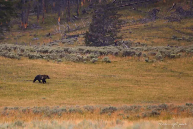 A distant bear walking across a wide meadow